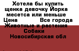 Хотела бы купить щенка девочку Йорка 2 месетса или меньше › Цена ­ 5 000 - Все города Животные и растения » Собаки   . Новосибирская обл.